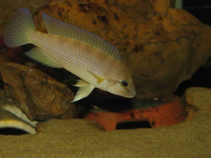 Neolamprologus cf. petricola 'Congo North' Bilila (Kavala) Island